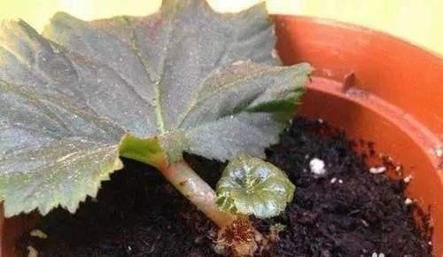 漂亮的花用剪碎的叶片,都能插活一大盆,谁说扦插难