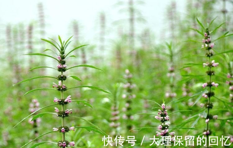 腰痛|十个女性九个腰痛,此物煮粥吃,腰不疼了,手不麻了,身体棒了!