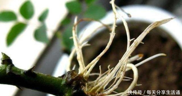 柳树发芽季,自制柳枝生根水,扦插生根快,省钱又实用!