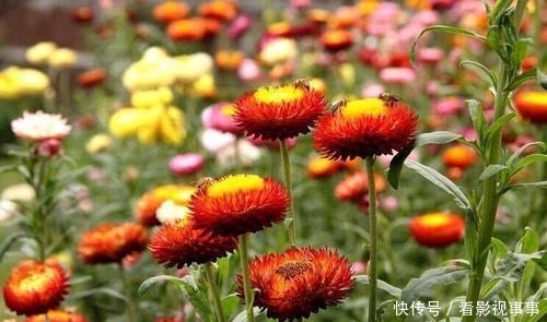 由于这几种花花期太长,很多人以为是假花,要摸一摸才能辨真假!