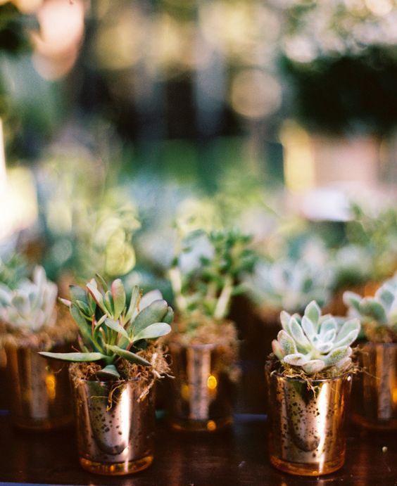 肉友不知道的多肉小苗养护方法