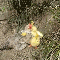 |搞笑GIF动图：阿姨，你是太开心了，假牙都掉了？