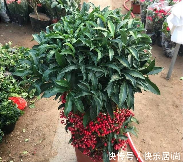 3种花很昂贵,也很“娇贵”,买回家“难伺候”,但太想要了!