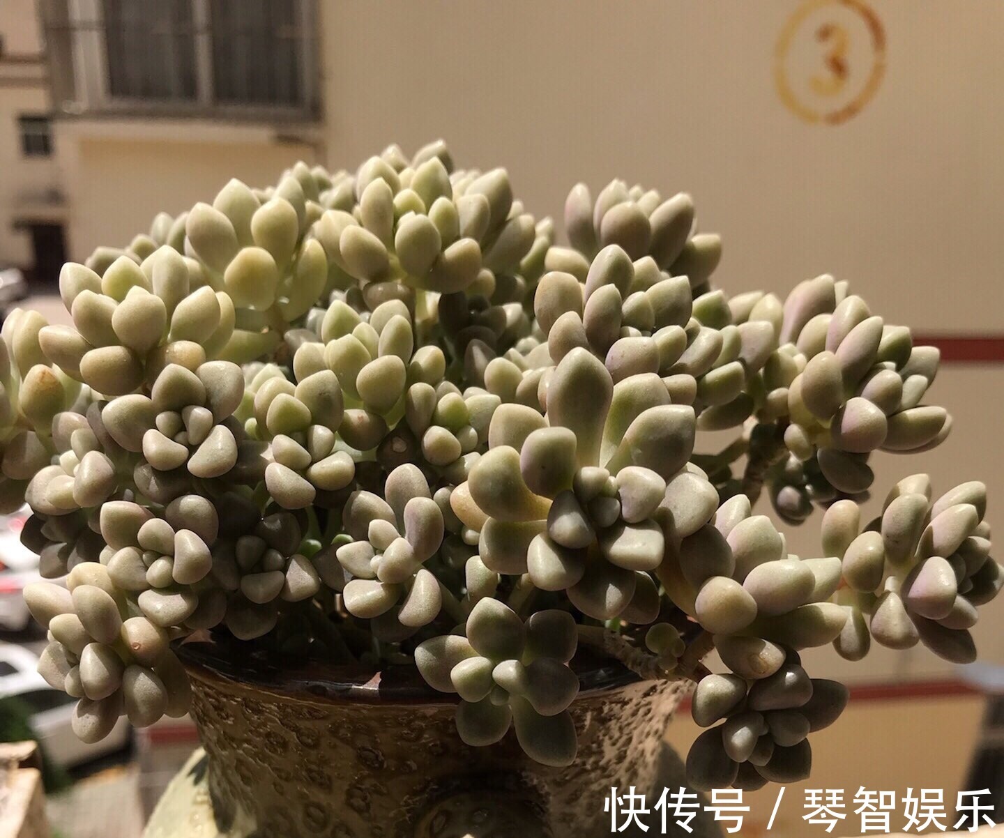 浇水|多肉总是徒长丑爆成大白菜多半是犯了3个错误,养成老桩也不错