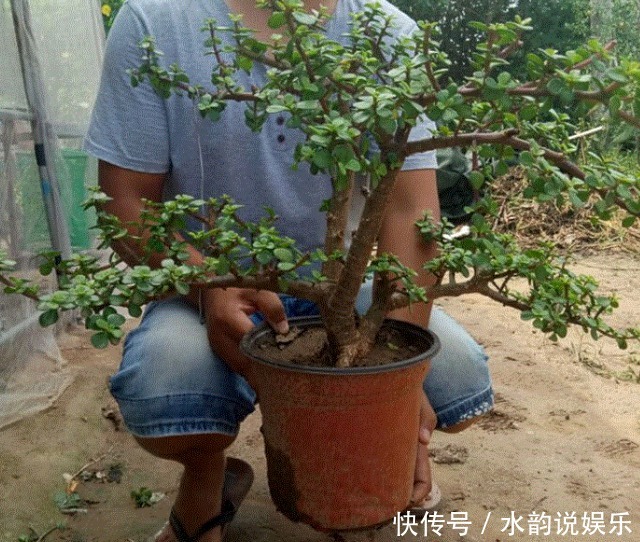 盆栽|金枝玉叶如何养平时给予3个条件,枝干变得木质化,3年成老桩