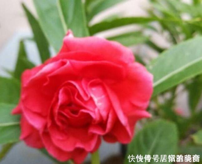 家养这些植物，阳台开出花海，开花美长势旺，黄绿交辉，内敛美