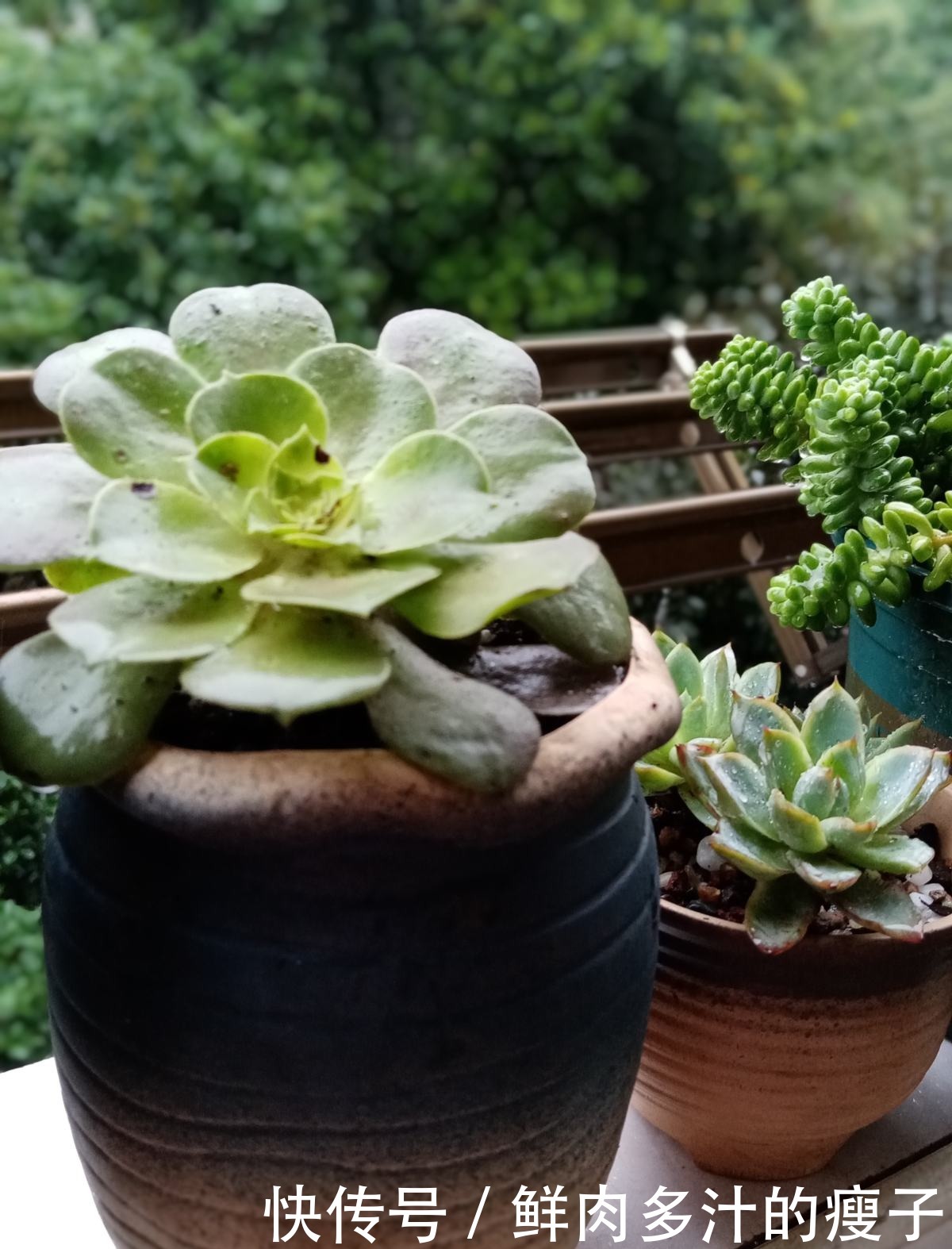 养多肉该不该砍头,什么时候砍头合适?