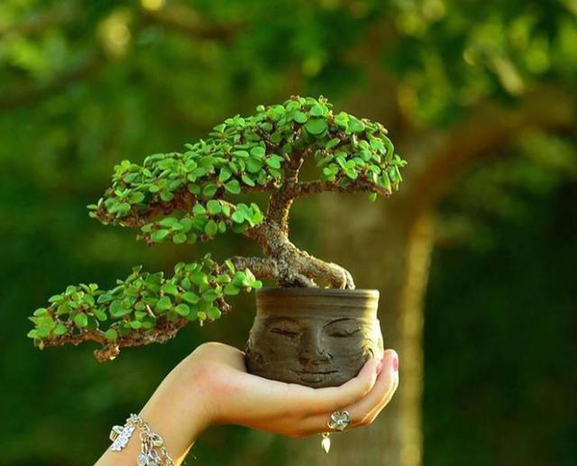 盆栽金枝玉叶,3个“小动作”,叶片饱满有光泽,轻松变成美盆景