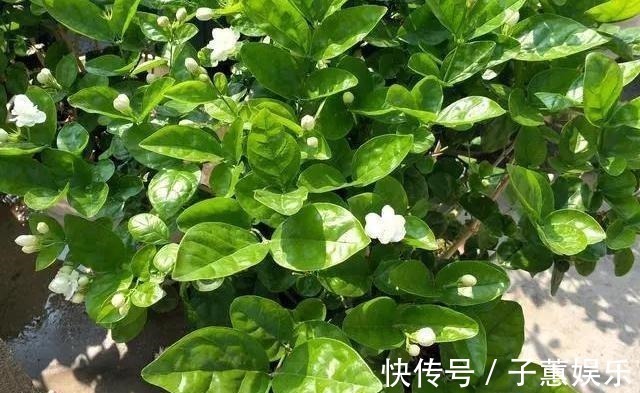 修剪|茉莉花的修剪工作分成3个阶段,掌握好修剪技巧,花开满枝头