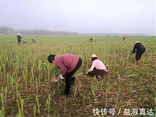鲜嫩|河岸边才长的笋,以前人们用它充饥,如今成上佳野菜,3月正鲜嫩