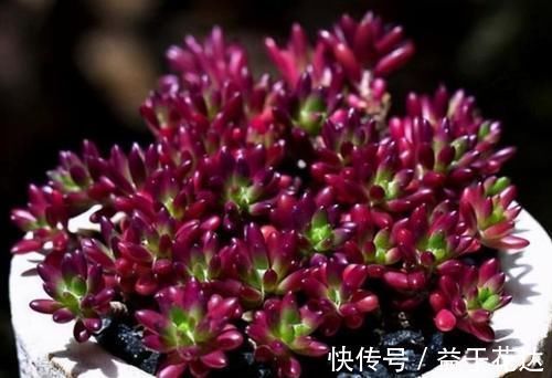 最爱爆盆的5种多肉,不用1个月就溢出花盆