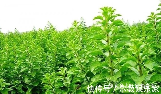 鱼香肉丝|这8道菜简单美味又营养,超下饭,吃不够,适合春天
