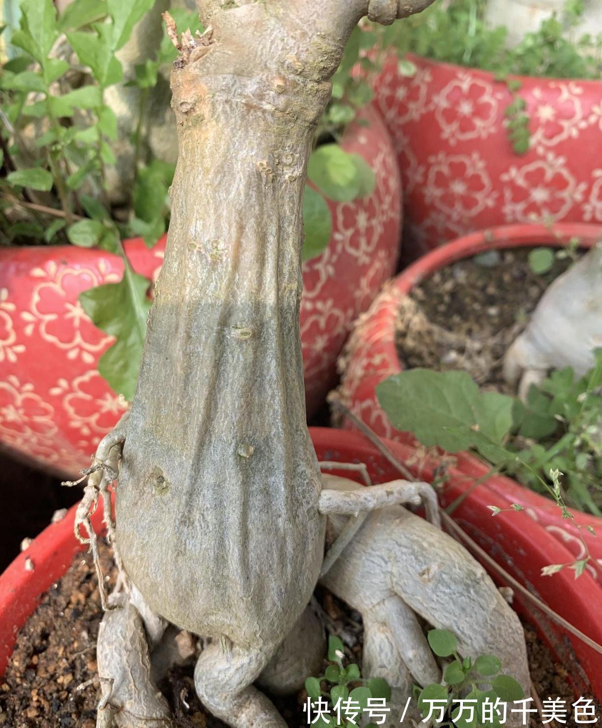 容易因多浇水而死的“10种花”,想要养好,管住手,少浇水