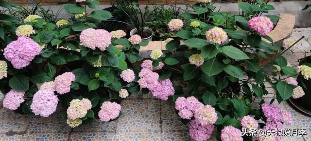 圆滚滚的绣球,瀑布般的花墙,这届花友也太会种花了吧