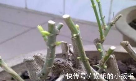 养茉莉,做好3点,叶片绿油油,开花翻几倍,快试试吧