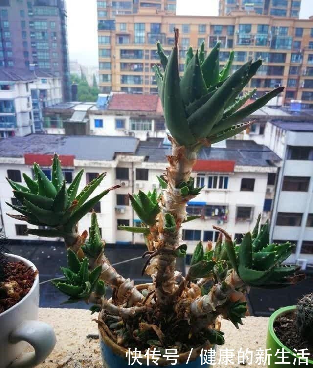 胶质|芦荟不值钱,养成“老桩”很稀罕,叶子胶质多,越老越值钱!