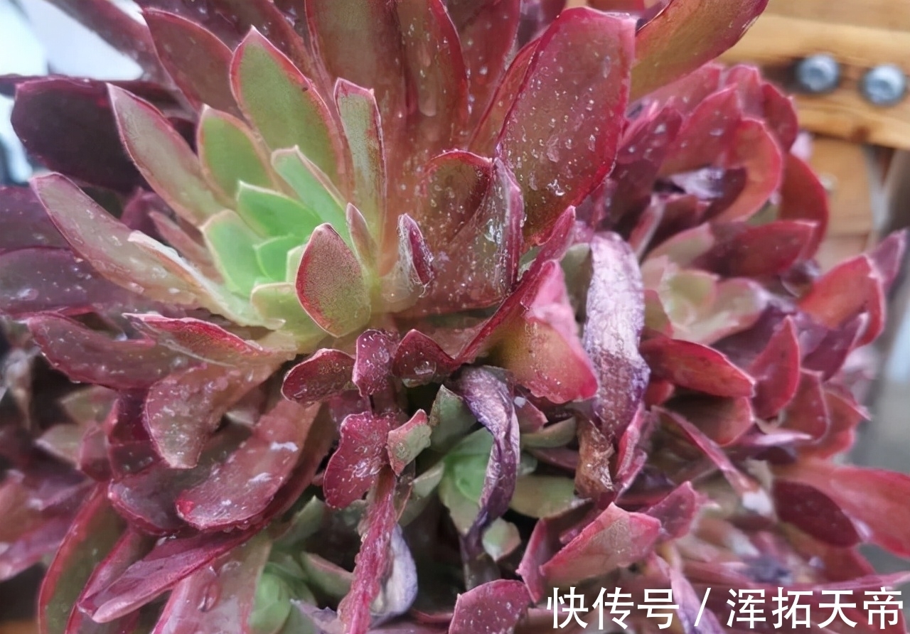 法师系多肉中可以称王的9个品种,了解一下,喜欢就可以放心养