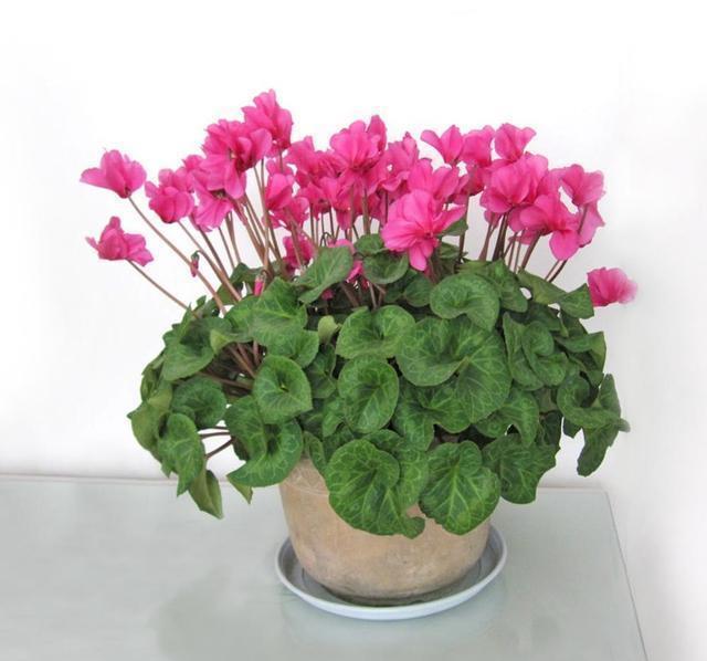 发黄|5种“漂亮花”,一到夏天就蔫了,不是死翘翘,到了秋天会复活