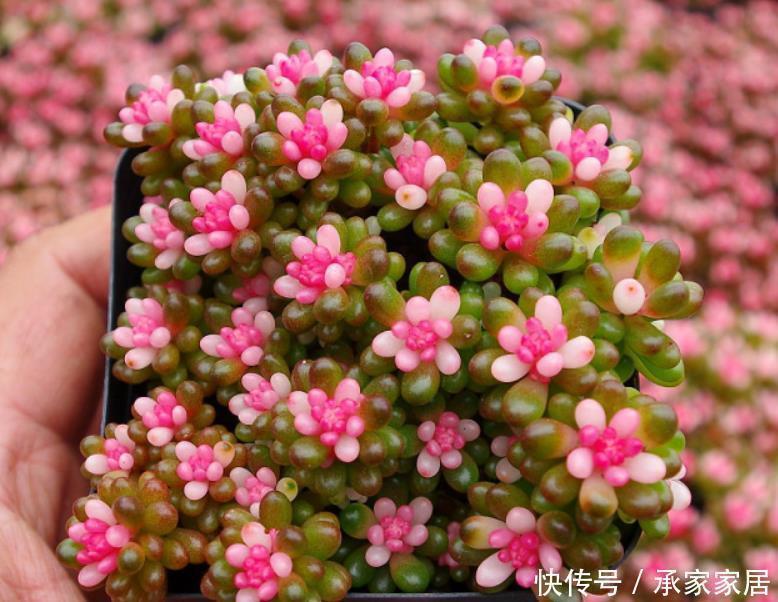 碰到这4种花再漂亮也别买，因为花钱买回来只会给自己“添堵”