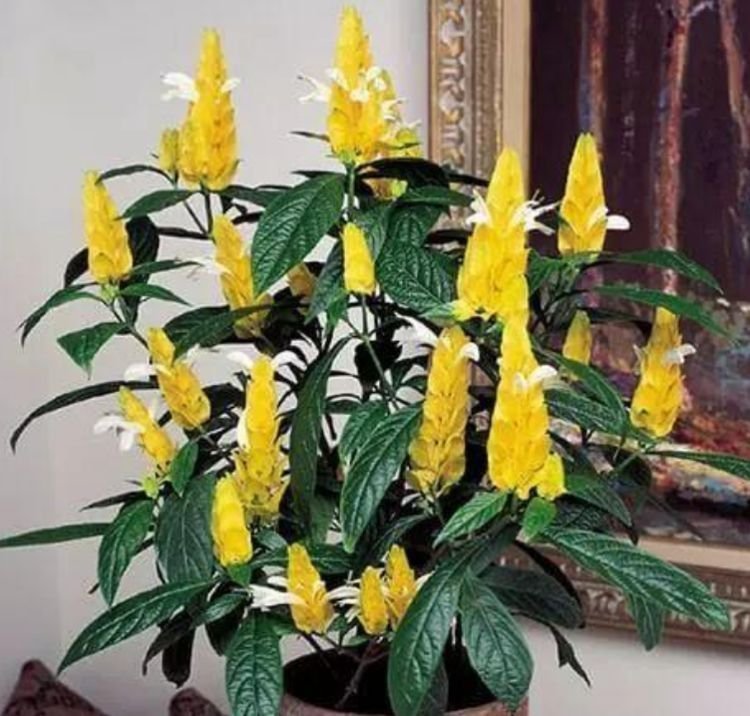 兰建兰|3种花是爆盆“能手”，开起花来“拦”不住，一整年都有好运气！