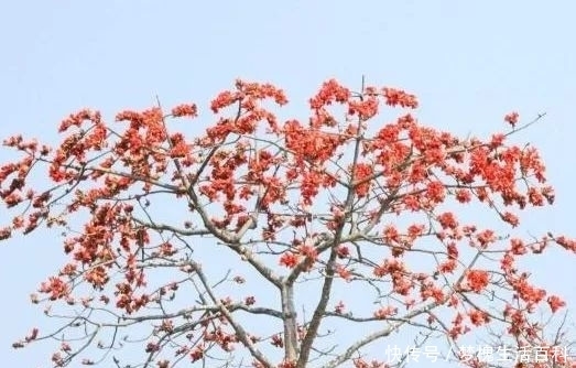  价值|城里常见的行道树，花朵是天然蔬菜，煲粥煮汤能健脾养胃，很珍贵