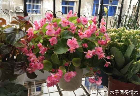 春天养“勤花”，盆栽此3样，照顾到“重点”，四季开不停