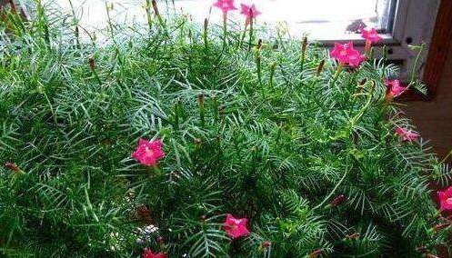 不想养吊兰绿萝了那就养这4种花,花开如海,一年能开300多天