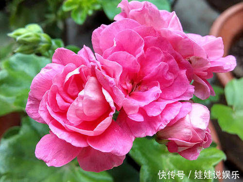 叶子|1种花,开花漂亮,花期长花量大,连叶子都有香味,值得拥有