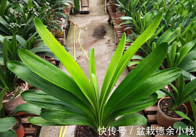 公认好养的“健康花”,建议至少养一盆,个个都是“净化小能手”
