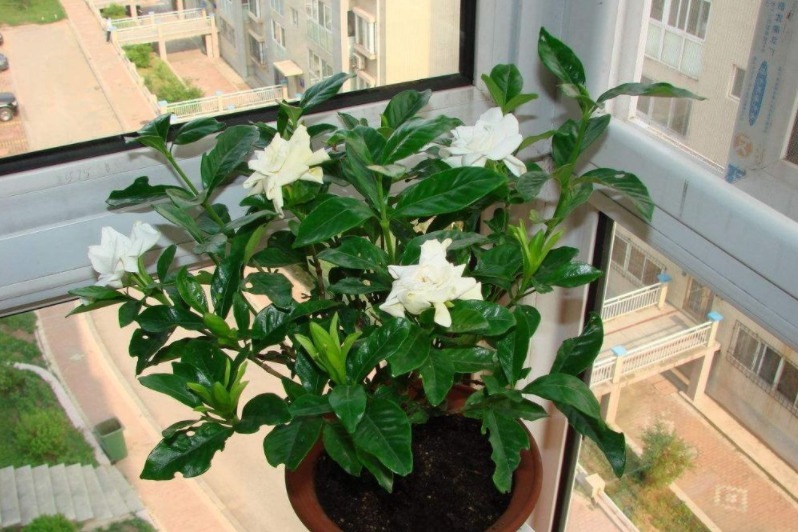 杀菌|养花自制杀菌水有什么方法?学会这几招,用料安全,见效快