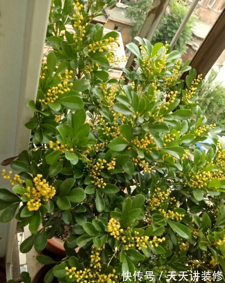 肥大花|7种“漂亮花”,天热要加“大肥”,肥大花大,缺肥耽误一年花