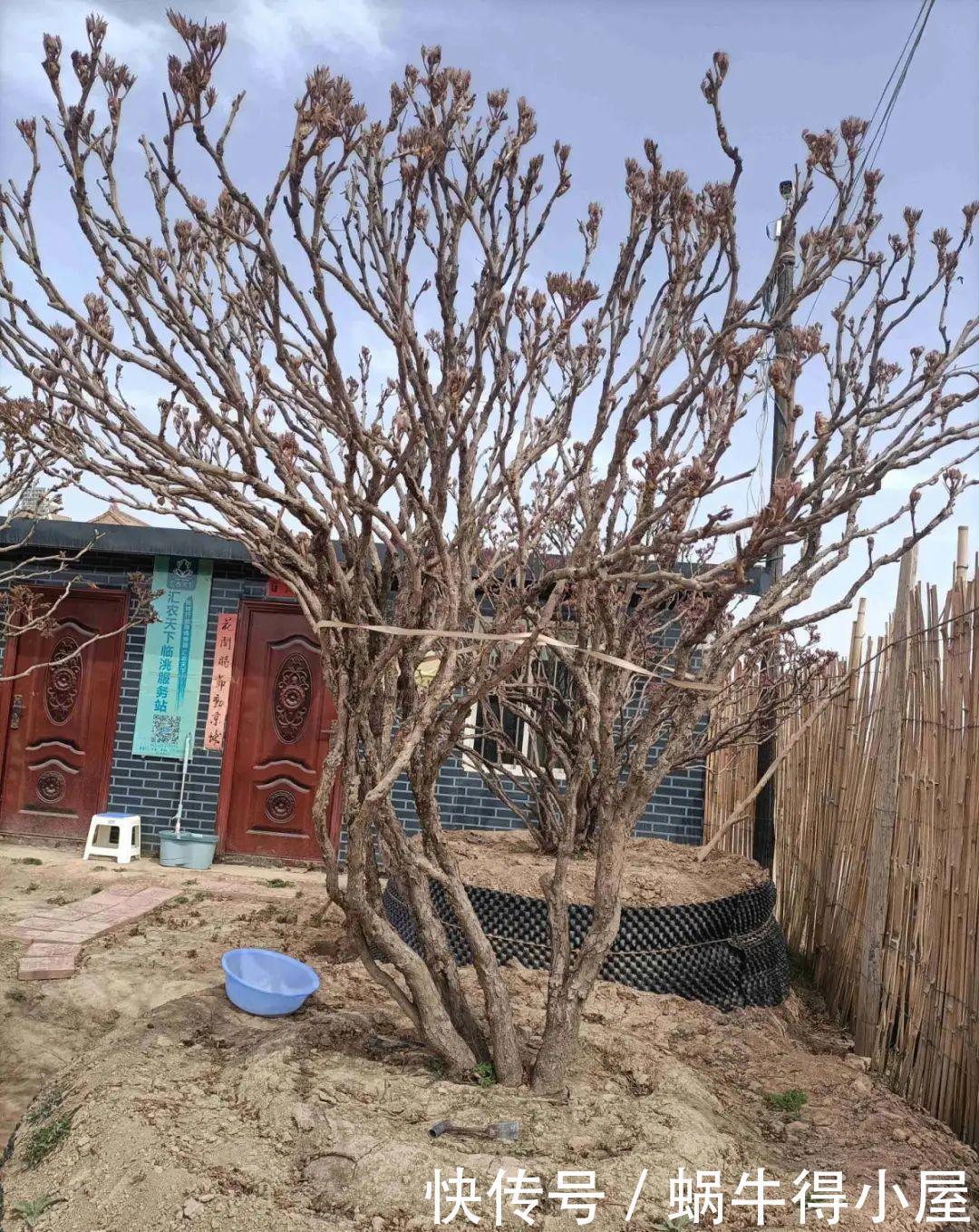 牡丹|这现在不能换盆的花,土一松就没命,白养大半年