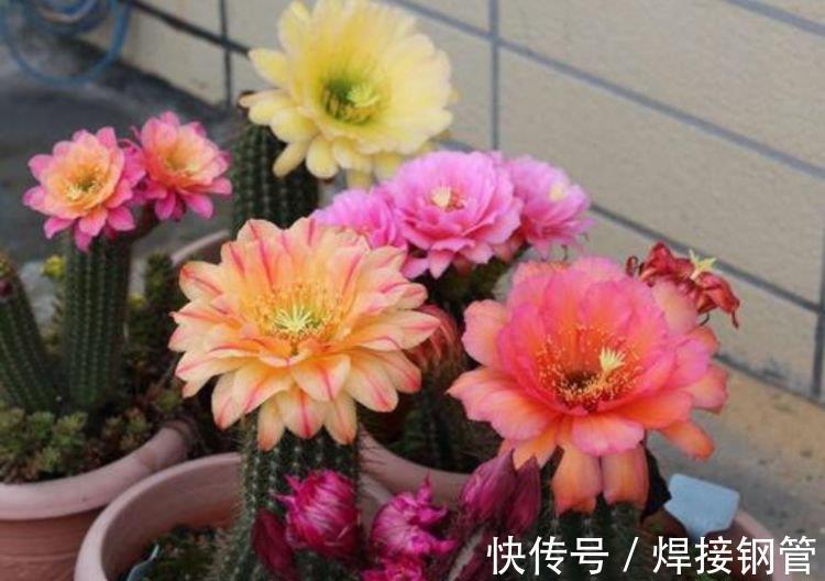 报春花报春花|家里养上4种花,直接变成百花园,花朵硕大、花期长,漂亮好养!