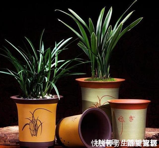 浇水|掌握室内养兰“6要素”，再难养的兰花也不烂根，长势好年年开花