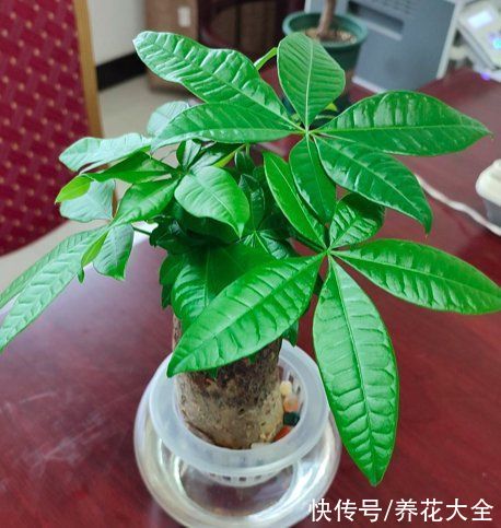 10种“荫蔽花”,家里没光也能养,光太强反而养不好