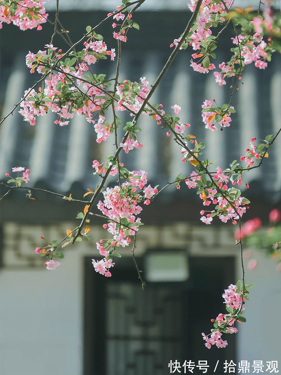 观花树种|庭院常见乔木种类