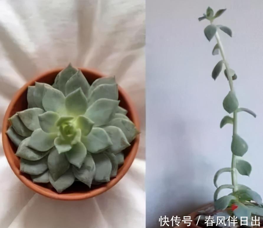 冬天养多肉,3个“不小心”,个个“徒成狗”?砍头才是硬道理