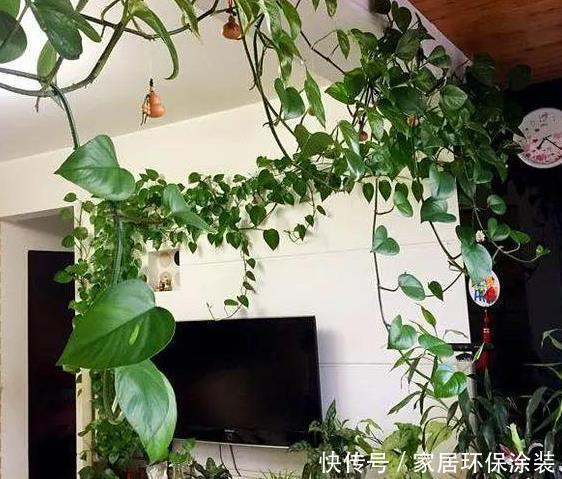 适合新人居家盆栽的花草植物,这几款上榜啦!