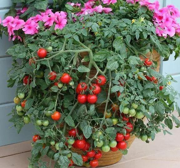 盆栽小番茄,如何一茬接一茬地开花结果5个关键点多下功夫