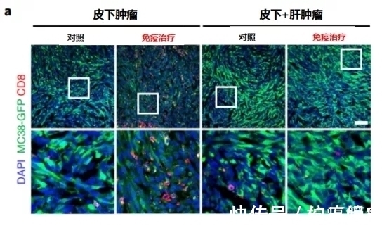 小鼠|让肺癌治疗失效的元凶竟然是它!逆转方法如此简单—抗癌管家
