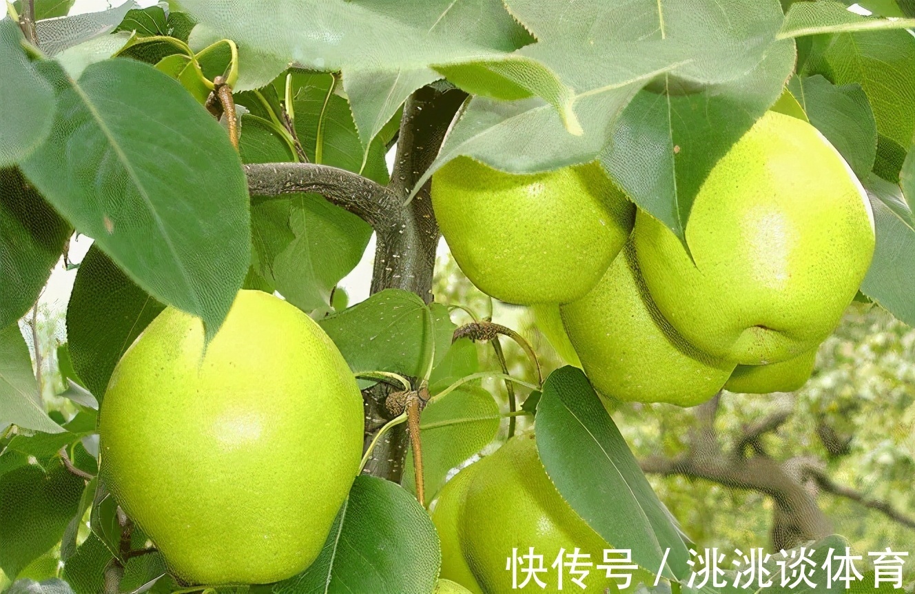 通便|想养生得会吃,3种食物换着吃,开胃健脾,宽肠通便,好处多多