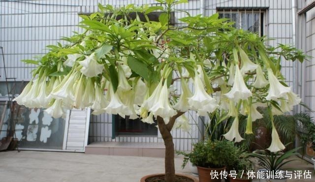 这3种花生活中很常见，好看而暗藏“杀机”，切记不要在室内养！