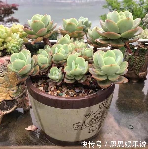 多肉植物速成老桩秘籍盆栽管理''狠一点''，想成功很简单