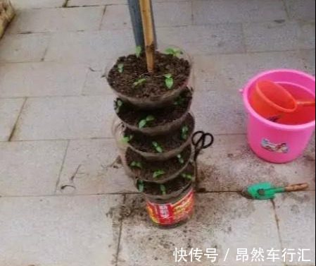 小菜园|养花技巧:一个油桶胜过两花盆,种菜养花好用又省钱!