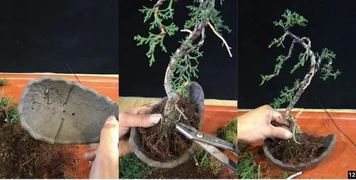 风动式的真柏盆景婀娜多姿，撩得我手定要上手一试！