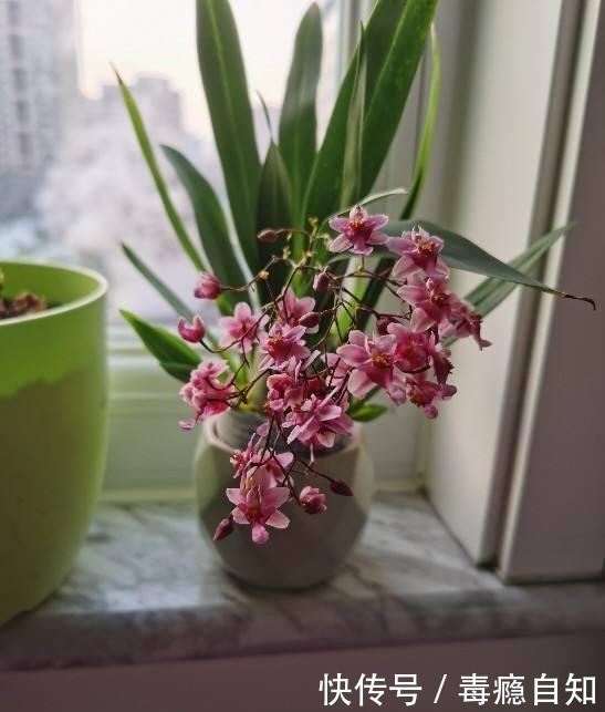 在家养6种花,越冷越开花,冬天也有花赏!