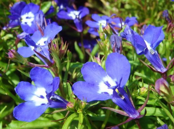 开花最香的4种花,家里养一盆,花开不断,还能旺财!