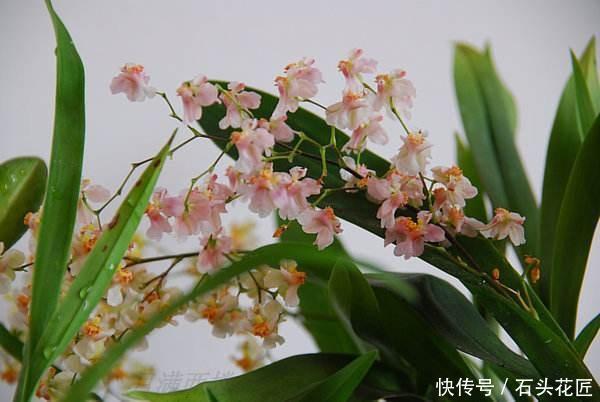 磷酸二氢钾|4种花“专挑”冬天开，10月买回家，养2个月就开花了