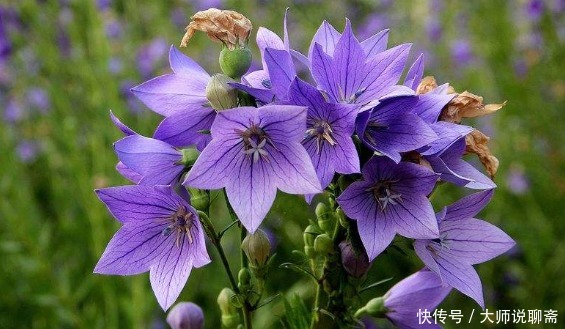 养花就养“它”,比绿萝好养,四季开花,花色多,一盆能养一辈子