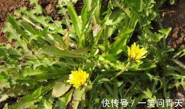 泡水|蒲公英加此物泡水喝，杀菌消炎，全身毒素排光光，不妨来了解一下